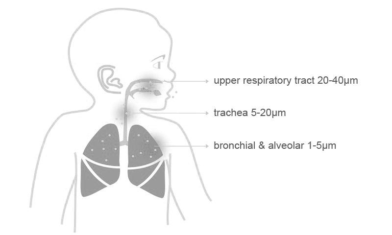 Upper respiratory tract 20-40μm, trachea 5-20μm, bronchial & alveolar 1-5μm